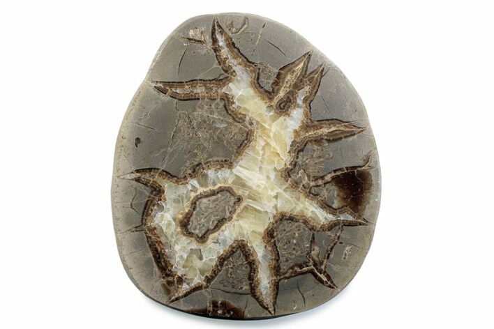 Polished Septarian Nodule Half - Utah #378431